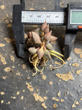 Load image into Gallery viewer, Adromischus marianiae herrei miniature
