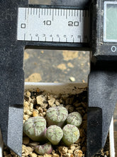 Load image into Gallery viewer, Conophytum mundum
