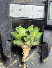 Load image into Gallery viewer, Ariocarpus Fissuratus
