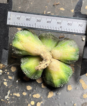 Load image into Gallery viewer, Astrophytum asterias
