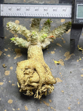 Load image into Gallery viewer, Euphorbia tulearensis
