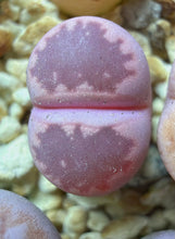 Load image into Gallery viewer, Lithops Variegated
