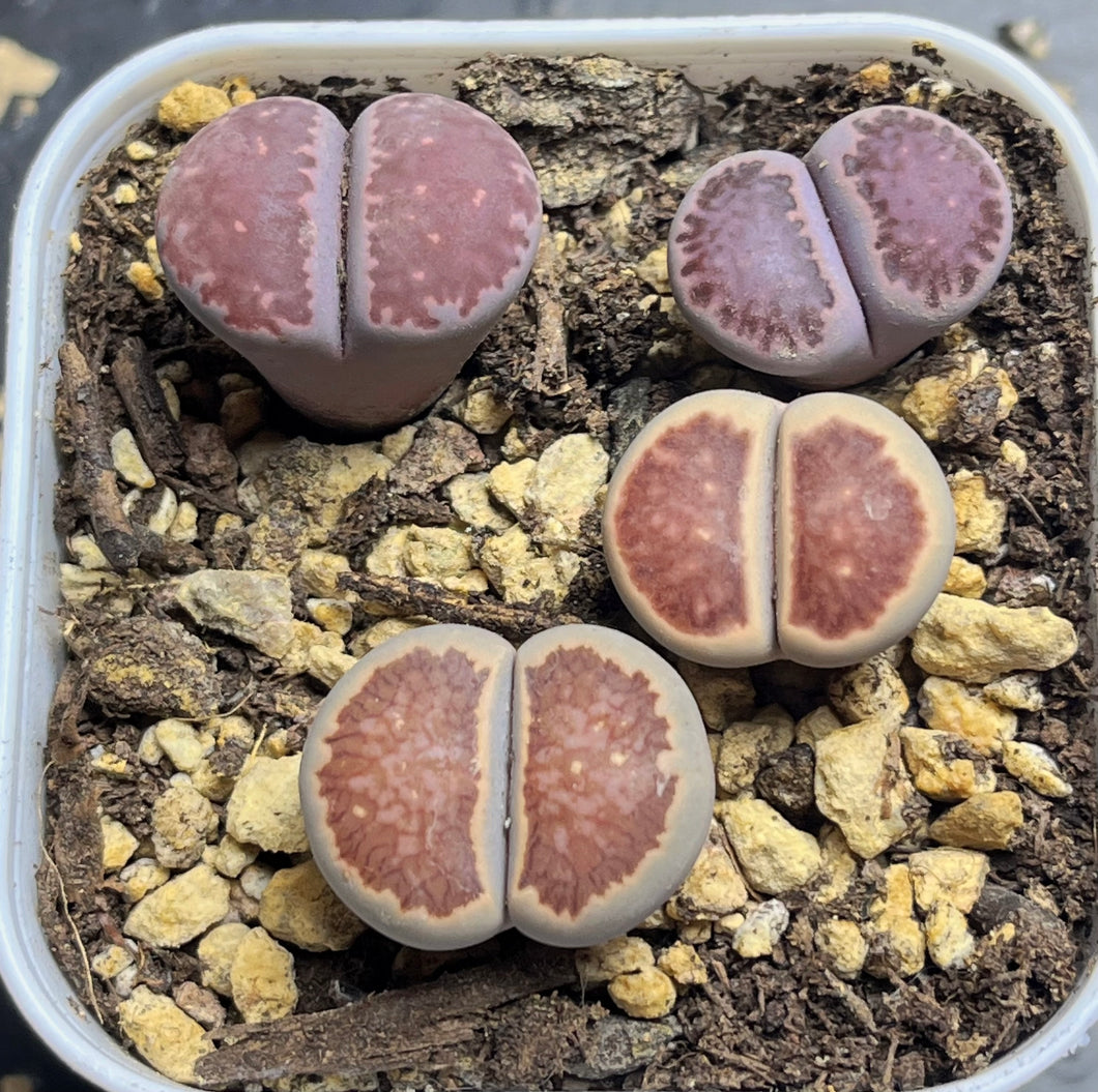 Lithops whole pots