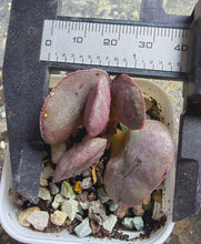 Load image into Gallery viewer, Adromischus sp Marianae Hallii Lace
