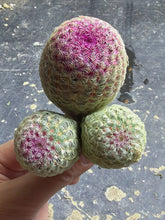 Load image into Gallery viewer, Echinocereus rigidissimus var.
