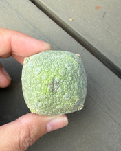 Load image into Gallery viewer, Pseudolithos cubiformis
