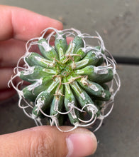 Load image into Gallery viewer, Euphorbia columnaris
