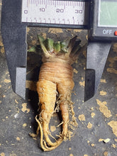 Load image into Gallery viewer, Ariocarpus kotschoubeyanus
