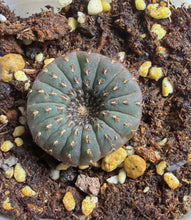 Load image into Gallery viewer, Frailea asterioides
