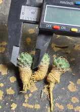 Load image into Gallery viewer, Turbinicarpus schmiedickeanus andersonii（each）
