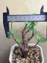 Load image into Gallery viewer, Senna meridionalis
