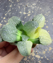 Load image into Gallery viewer, Haworthia bayeri 'Mirror of the Sky'
