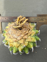 Load image into Gallery viewer, Mammillaria Vagaspina Craig
