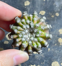 Load image into Gallery viewer, Discocactus ferricola
