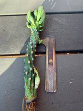 Load image into Gallery viewer, Euphorbia Royleana
