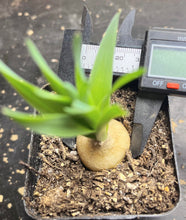 Load image into Gallery viewer, Albuca fagaroides
