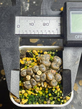 Load image into Gallery viewer, Conophytum pellucidum
