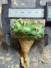 Load image into Gallery viewer, Cat Claw Discocactus
