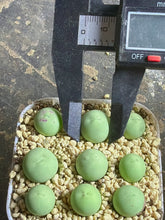 Load image into Gallery viewer, conophytum calculus(each)

