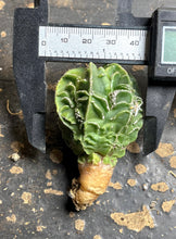 Load image into Gallery viewer, Astrophytum myriostigma cv. Onzuka f. tricostatum Fukuryiu
