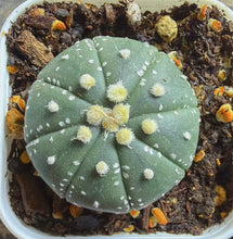 Load image into Gallery viewer, Astrophytum asterias
