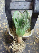 Load image into Gallery viewer, Astrophytum myriostigma cv. Onzuka f. tricostatum Fukuryiu

