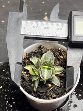 Load image into Gallery viewer, gasteria gracilis variegata
