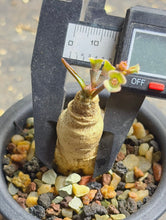 Load image into Gallery viewer, Euphorbia subapoda

