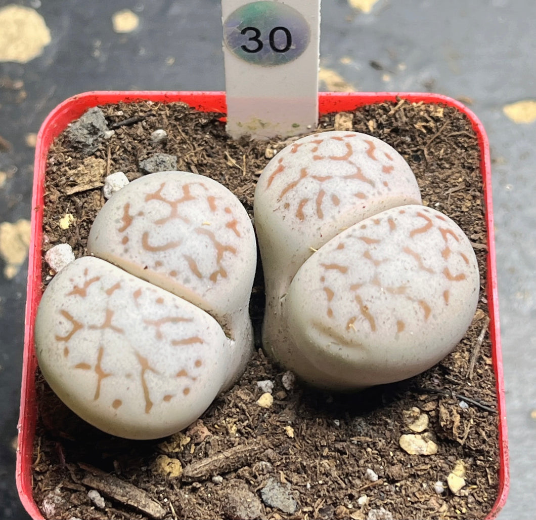 Lithops vanzylii