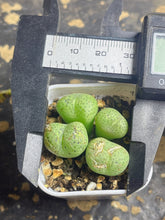 Load image into Gallery viewer, conophytum
