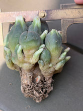 Load image into Gallery viewer, Lophophora Williamsii
