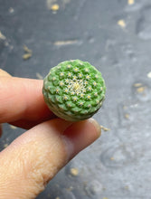 Load image into Gallery viewer, Strombocactus disciformis
