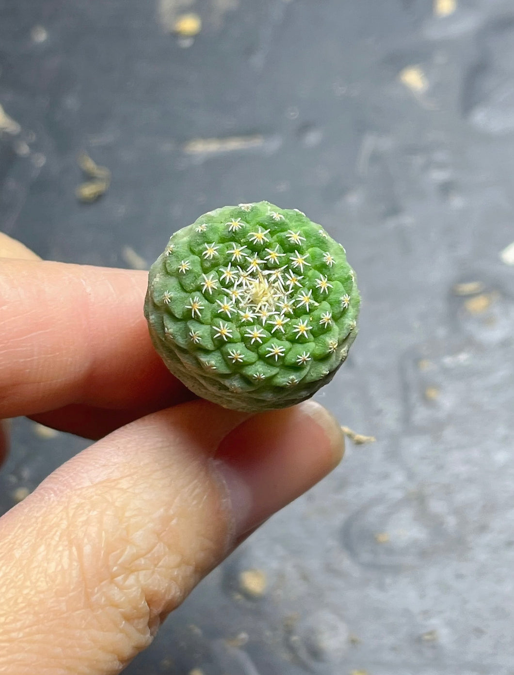 Strombocactus disciformis