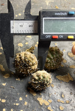 Load image into Gallery viewer, Gymnocalycium bodenbenderianum
