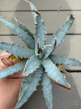 Load image into Gallery viewer, Agave utahensis var. eborispina
