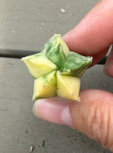 Load image into Gallery viewer, Astrophytum myriostigma variegated
