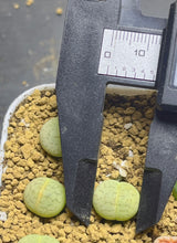 Load image into Gallery viewer, Lithops vanzylii green
