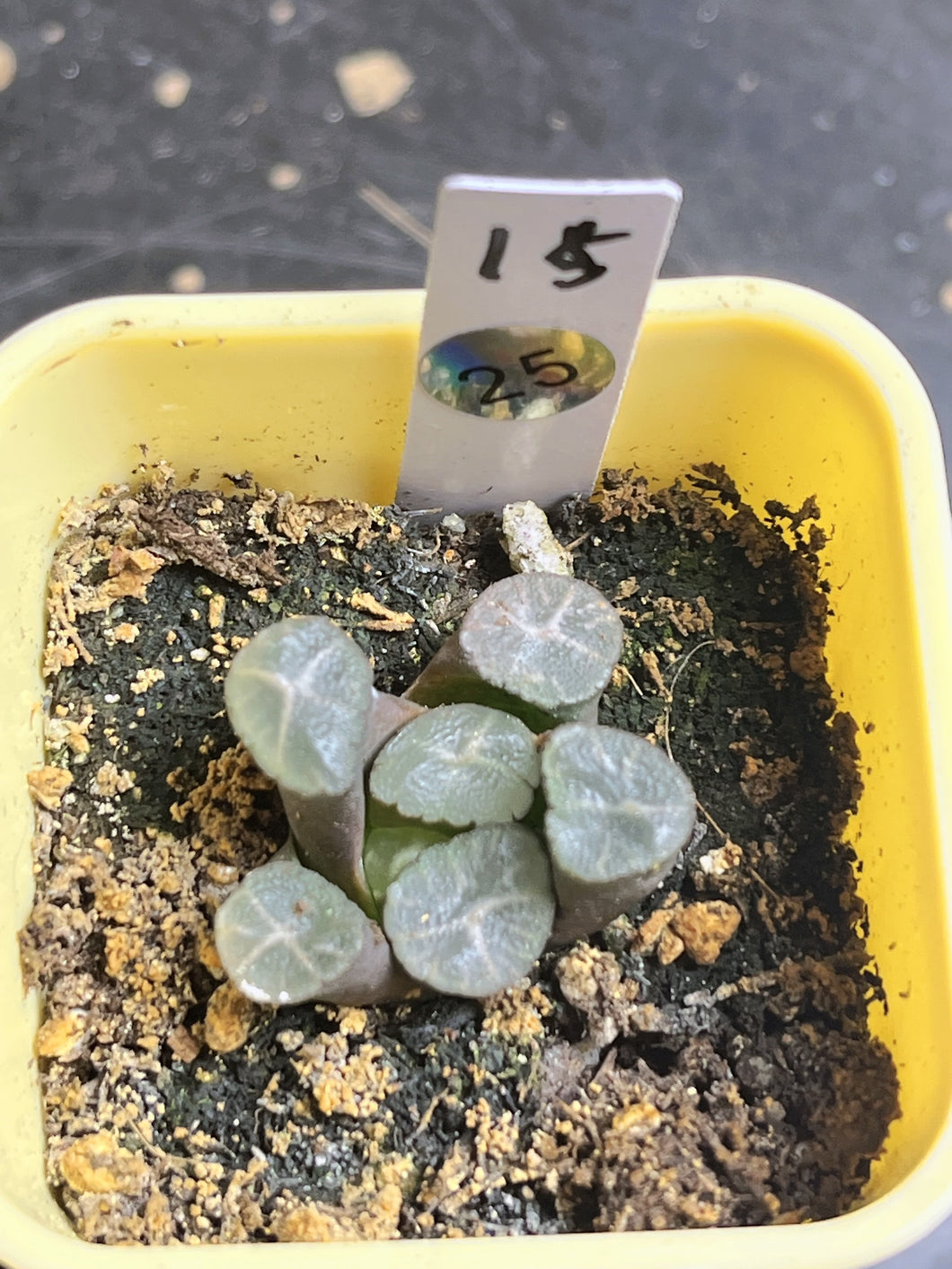 Haworthia maughanii