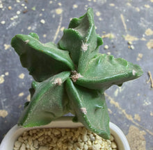 Load image into Gallery viewer, Astrophytum myriostigma cv. Onzuka f. tricostatum Fukuryiu
