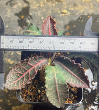 Load image into Gallery viewer, Euphorbia Francoisii
