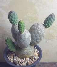Load image into Gallery viewer, Tephrocactus geometricus
