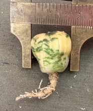 Load image into Gallery viewer, Astrophytum asterias Variegated
