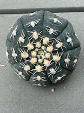 Load image into Gallery viewer, Gymnocalycium ragonesei
