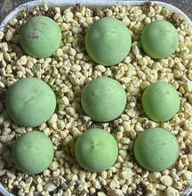 Load image into Gallery viewer, conophytum calculus(each)
