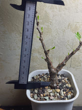 Load image into Gallery viewer, Senna meridionalis
