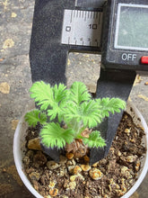 Load image into Gallery viewer, Pelargonium Triste
