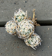 Load image into Gallery viewer, Escobaria cactus E.minima
