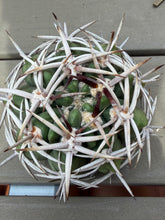 Load image into Gallery viewer, Gymnocalycium ambatoense
