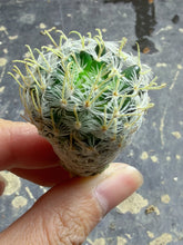 Load image into Gallery viewer, Mammillaria nana subsp. duwei
