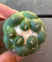 Load image into Gallery viewer, CORYPHANTHA ELEPHANTIDENS CV. INERMIS
